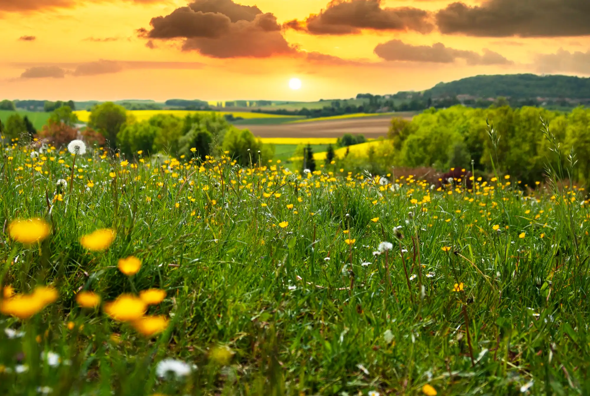 Sommermark under en orange aftenhimmel