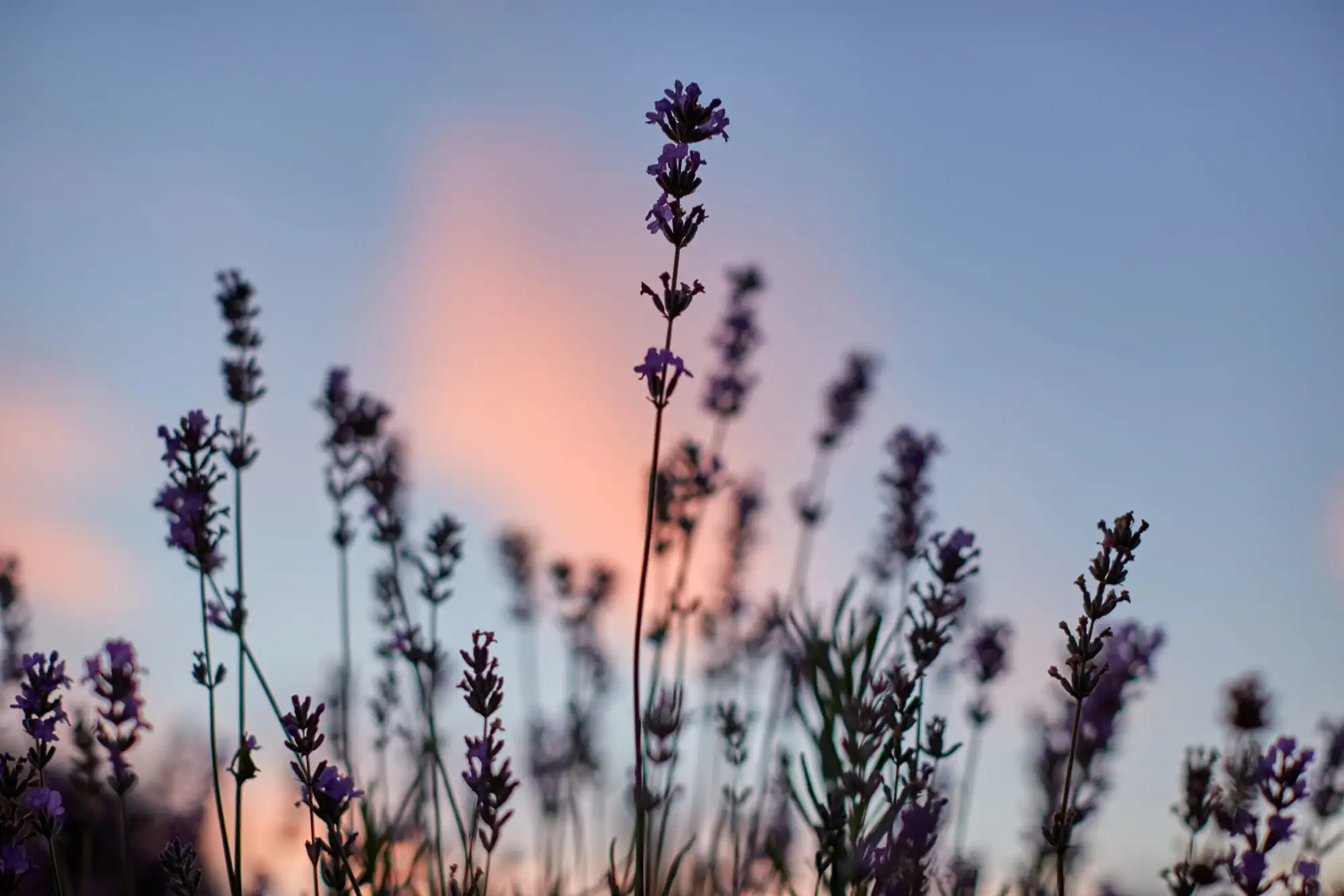 Lavendel mod en himmel i solnedgang